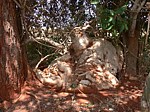 Pyrenacantha malvifolia Langobaya Kazungu vesnice Kenya 2012_PV1756.jpg